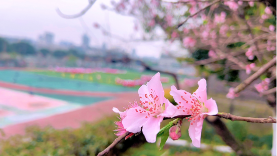 春风有信，花开有期（最终版）315.png